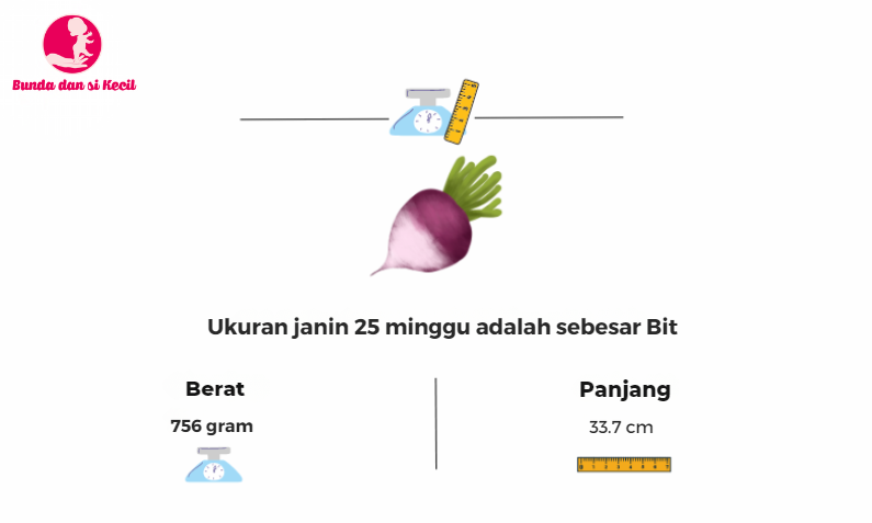 kehamilan 25 minggu, perkembangan janin, perubahan tubuh ibu hamil, tips kesehatan kehamilan, Bunda, si Kecil, Ibu Hamil